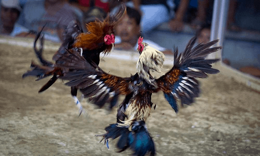 danh gia ve dong ga vay rong tren thi truong ga da