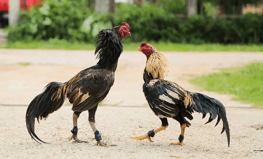 tim hieu ve chien ke ga choi noi tieng nhat da ga mien bac